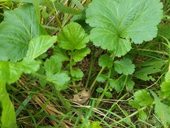 Geum laciniatum