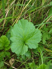Geum laciniatum