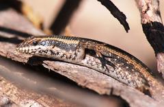 Trachylepis spilogaster