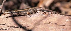 Trachylepis spilogaster