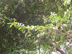 Antidesma venosum