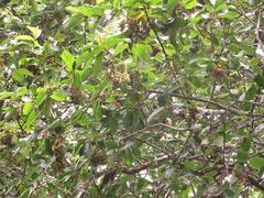 Antidesma venosum