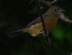 Passerina rositae