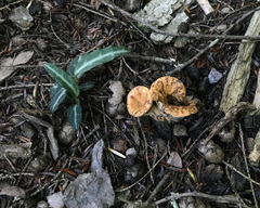 Turbinellus kauffmanii