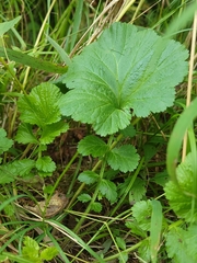 Geum laciniatum