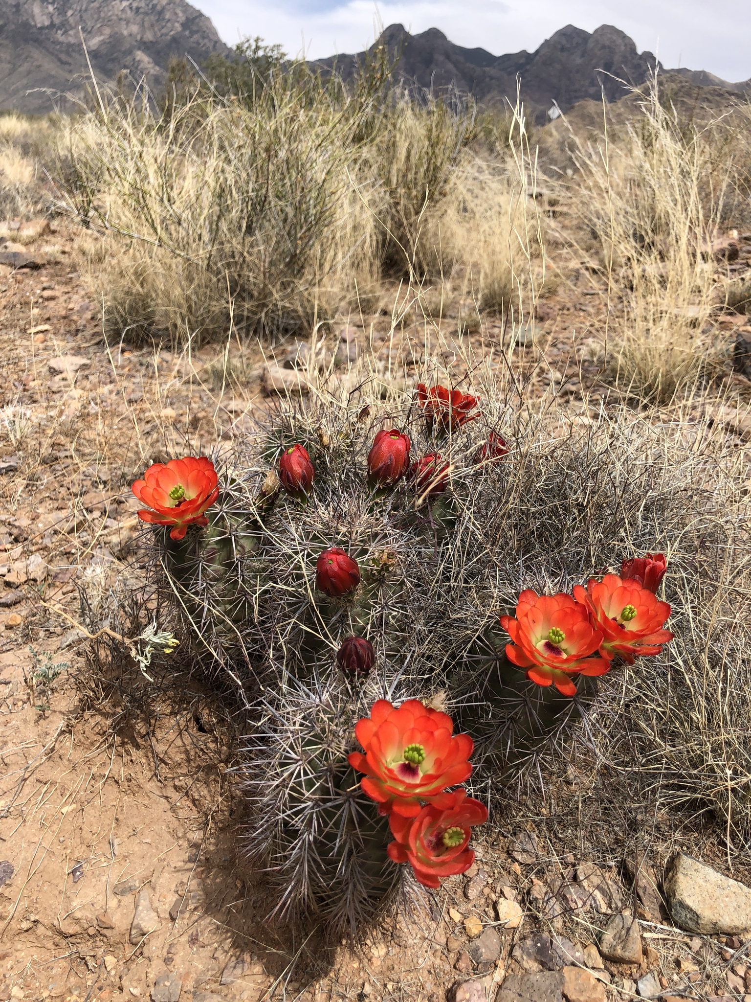 Subspecies Echinocereus coccineus rosei  iNaturalist