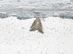 Condicinae