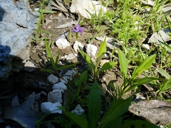 Triodanis perfoliata