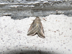 Condicinae