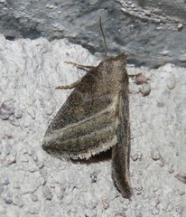 Condicinae