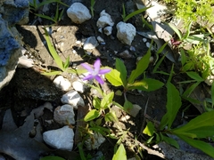 Triodanis perfoliata