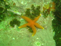 Fromia schultzei