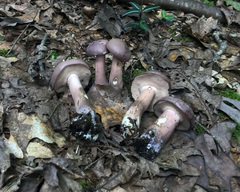 Tylopilus violatinctus