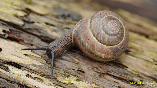 Euhadra herklotsi
