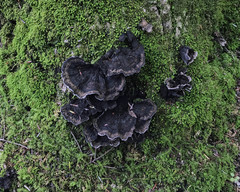 Thelephora cuticularis