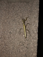 Mantis religiosa religiosa