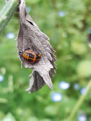 Harmonia axyridis