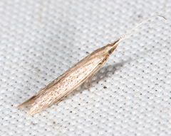 Coleophora quadruplex