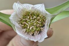 Colchicum melanthoides melanthoides