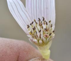 Colchicum melanthoides melanthoides