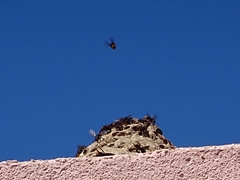 Vespa velutina