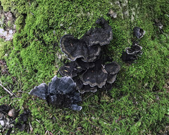 Thelephora cuticularis