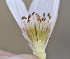Colchicum melanthoides melanthoides