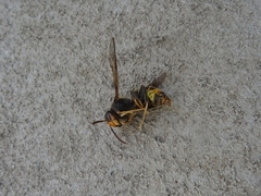 Vespa velutina