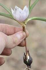 Colchicum melanthoides melanthoides