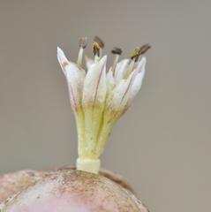 Colchicum melanthoides melanthoides