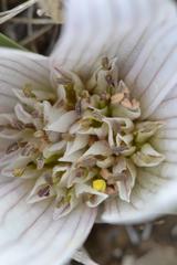 Colchicum melanthoides melanthoides