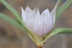 Colchicum melanthoides melanthoides