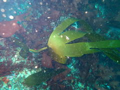 Laminaria pallida