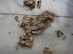 Vespa velutina