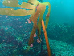 Laminaria pallida