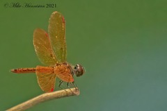 Perithemis domitia