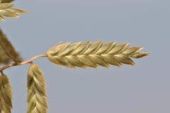 Eragrostis nindensis