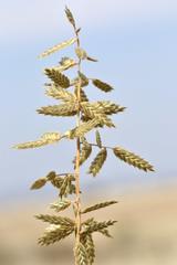 Eragrostis nindensis