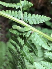 Euplexia