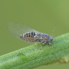 Bactericera cockerelli