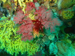 Melithaea rubra