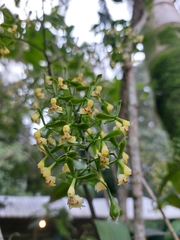 Epidendrum veroscriptum