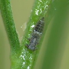 Bactericera cockerelli