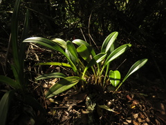 Masdevallia coccinea