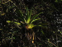 Tillandsia denudata