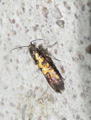 Neoheliodines