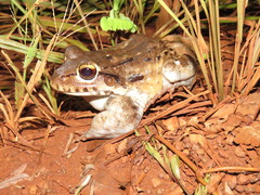 Leptodactylus vastus