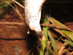 Leptodactylus vastus