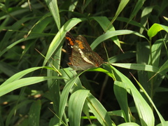 Adelpha corcyra