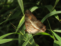 Adelpha corcyra